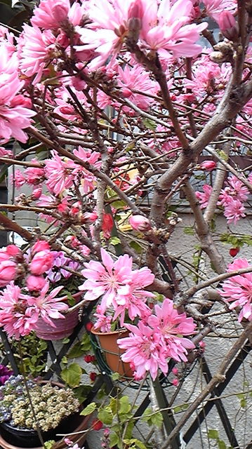 桜２０１０.jpg